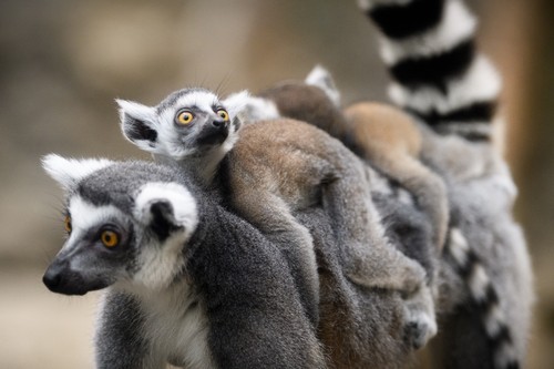 interesting_facts_about_baby_lemur5