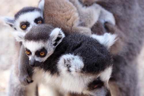 interesting_facts_about_baby_lemur8-ap