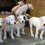 interesting_facts_about_dogo_argentino1