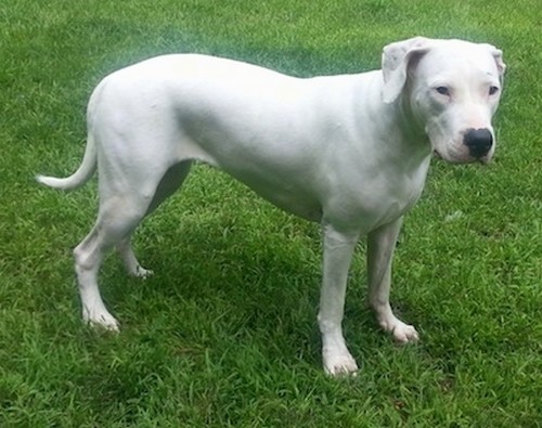 interesting_facts_about_dogo_argentino2