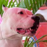 interesting_facts_about_dogo_argentino3