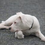 interesting_facts_about_dogo_argentino4