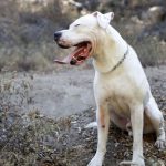 interesting_facts_about_dogo_argentino5