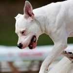 interesting_facts_about_dogo_argentino6