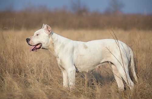 interesting_facts_about_dogo_argentino7