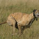 interesting_facts_about_greyhound_dog1