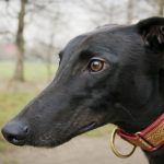 interesting_facts_about_greyhound_dog3