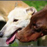interesting_facts_about_greyhound_dog4
