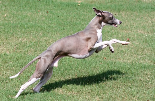 interesting_facts_about_greyhound_dog5