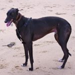 interesting_facts_about_greyhound_dog6