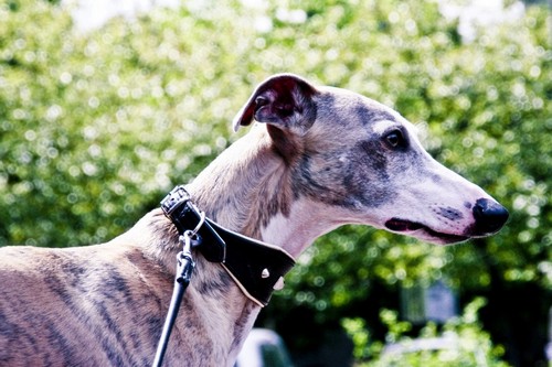 interesting_facts_about_greyhound_dog8-ap