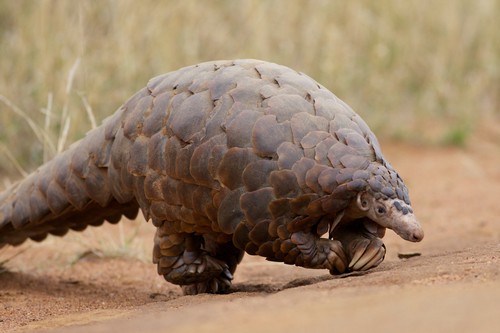 interesting_facts_about_pangolin1