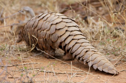 interesting_facts_about_pangolin2