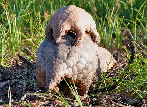 interesting_facts_about_pangolin6