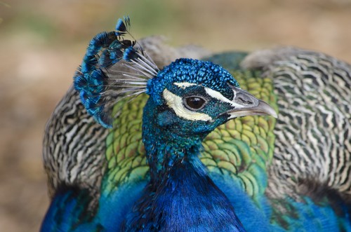 interesting_facts_about_peafowl7