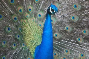 interesting_facts_about_peafowl8