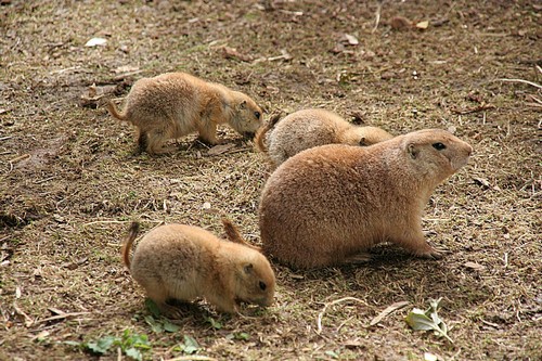 interesting_facts_about_prairie_dogs2