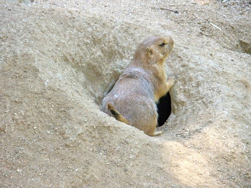 interesting_facts_about_prairie_dogs3