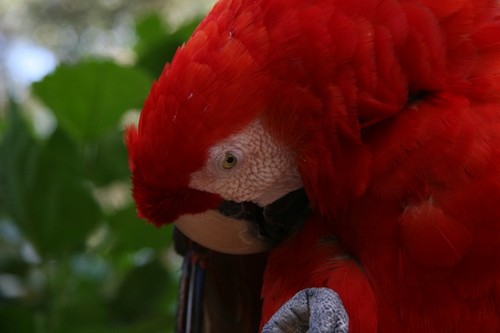 interesting_facts_about_scarlet_macaw1