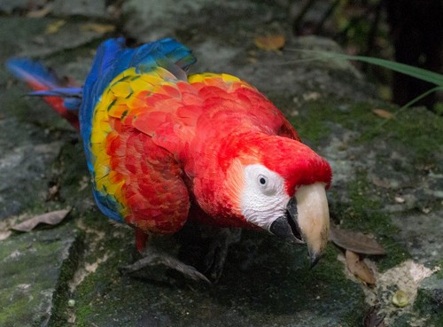 interesting_facts_about_scarlet_macaw4
