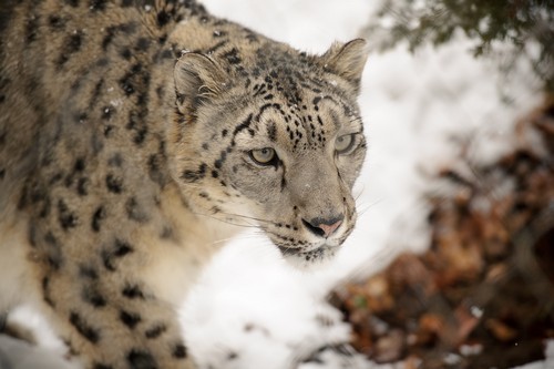 interesting_facts_about_snow_leopard3