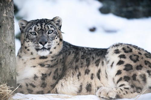 interesting_facts_about_snow_leopard4