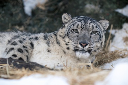 interesting_facts_about_snow_leopard6
