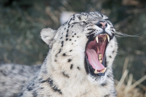 interesting_facts_about_snow_leopard7