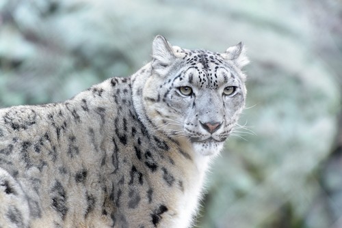 interesting_facts_about_snow_leopard8-ap
