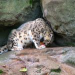 interesting_facts_about_snow_leopards1