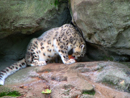 interesting_facts_about_snow_leopards1