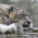 interesting_facts_about_snow_leopards2