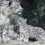 interesting_facts_about_snow_leopards3