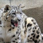 interesting_facts_about_snow_leopards4