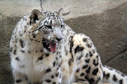 interesting_facts_about_snow_leopards4