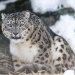 interesting_facts_about_snow_leopards6