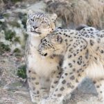 interesting_facts_about_snow_leopards7