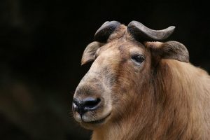 interesting_facts_about_takin8