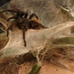 interesting_facts_about_tarantula1