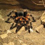 interesting_facts_about_tarantula3