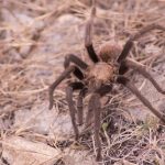 interesting_facts_about_tarantula6