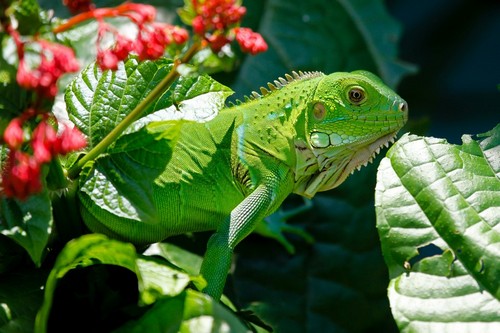 interesting_facts_about_tropical_rainforest_animals8-ap