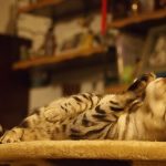 interesting_facts_about_bengal_cats1