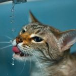 interesting_facts_about_bengal_cats2