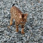interesting_facts_about_bengal_cats3