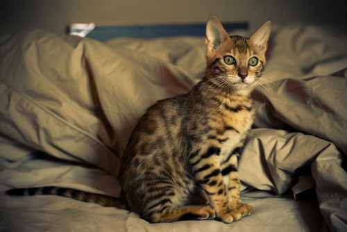 interesting_facts_about_bengal_cats4
