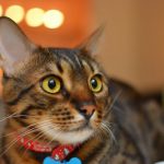 interesting_facts_about_bengal_cats6