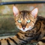 interesting_facts_about_bengal_cats7