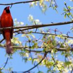 interesting_facts_about_cardinal_birds1