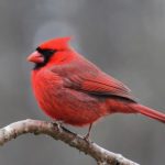 interesting_facts_about_cardinal_birds2